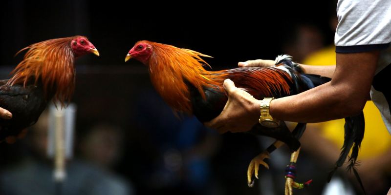 Luật Chơi Đá Gà Cựa Dao Cho Tân Thủ